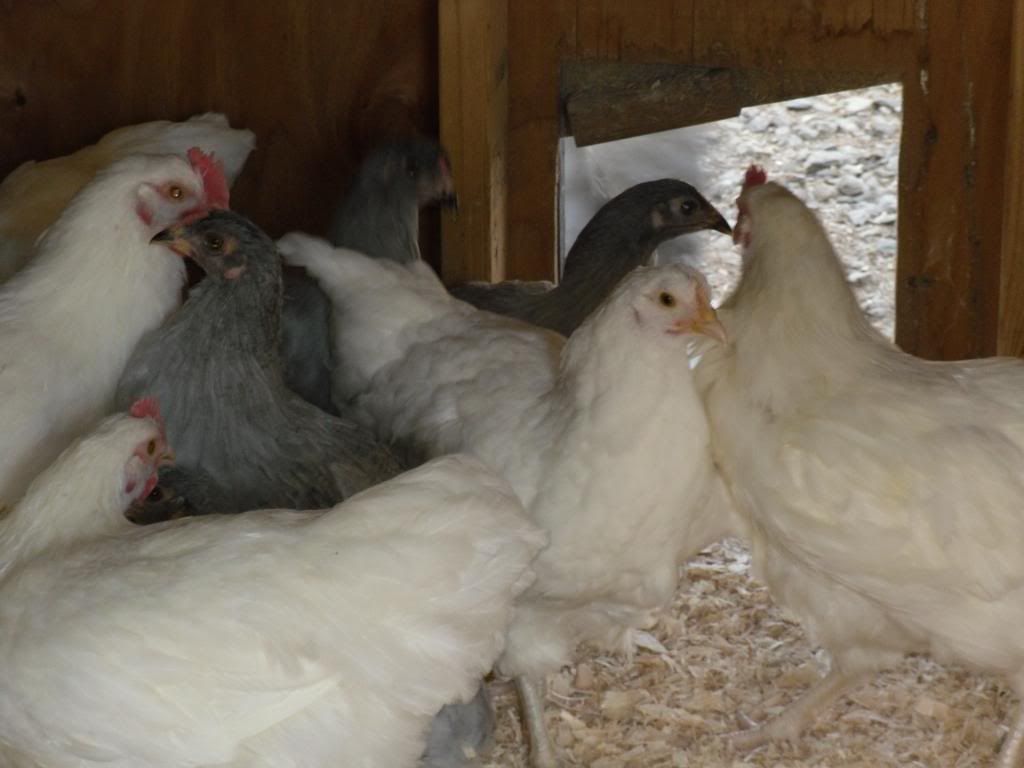 orparaucana020.jpg