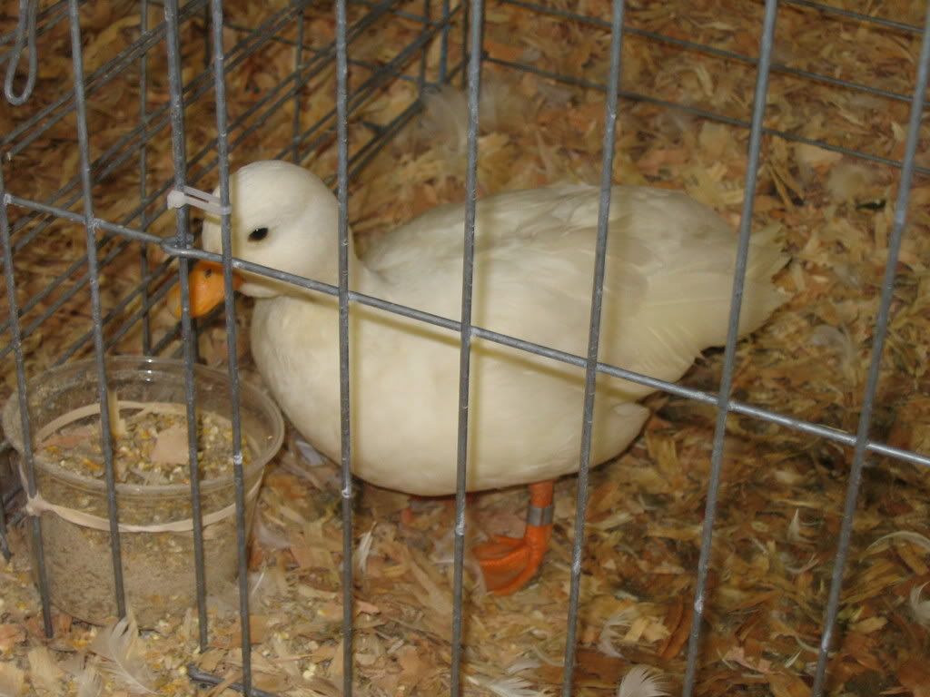 IMG_1094.jpg
