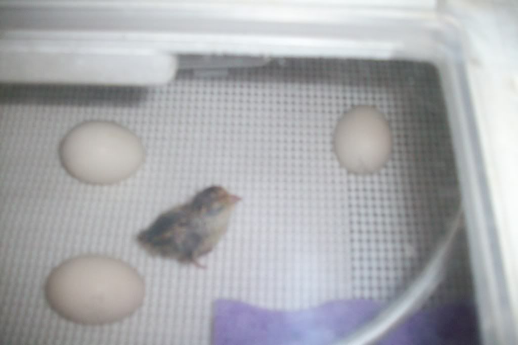 Hatch1002.jpg