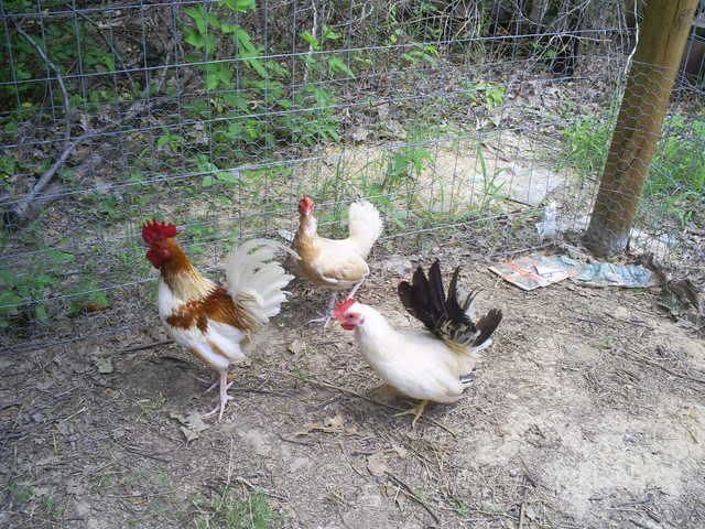 animals121.jpg