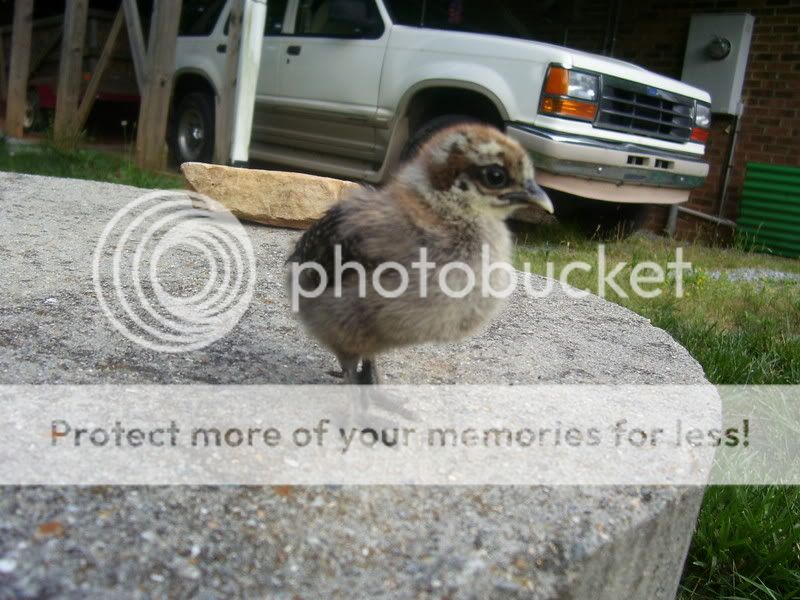 Chicks053.jpg