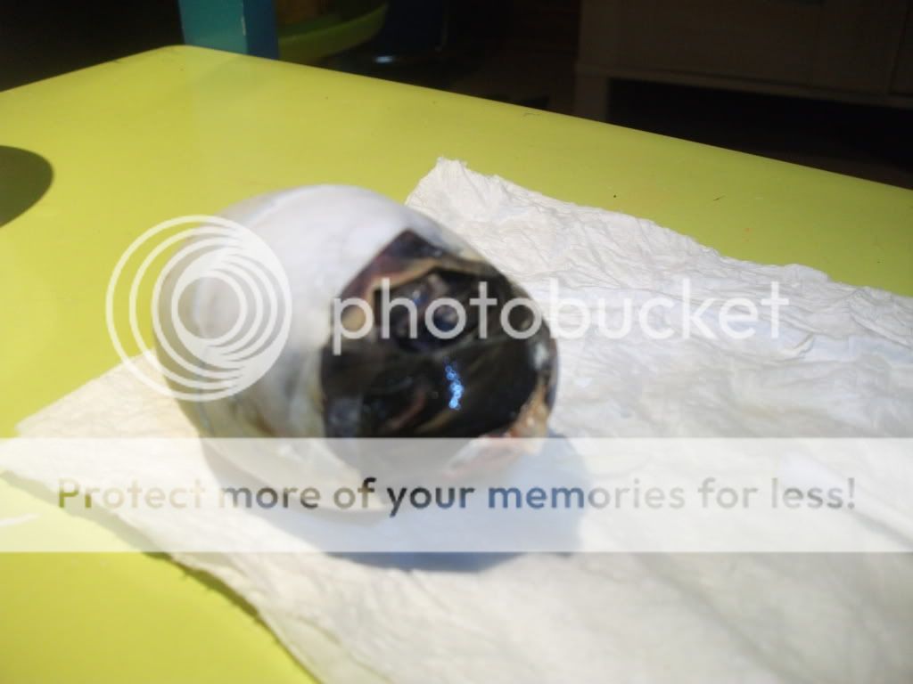 DSCF3169.jpg