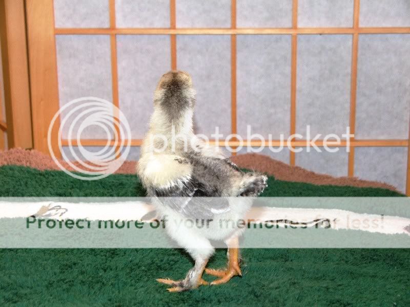 chick1a.jpg