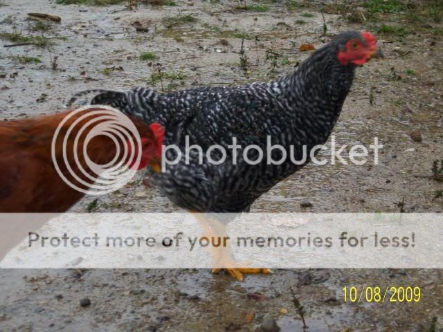 100_2125.jpg