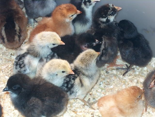 chickies006-1.jpg