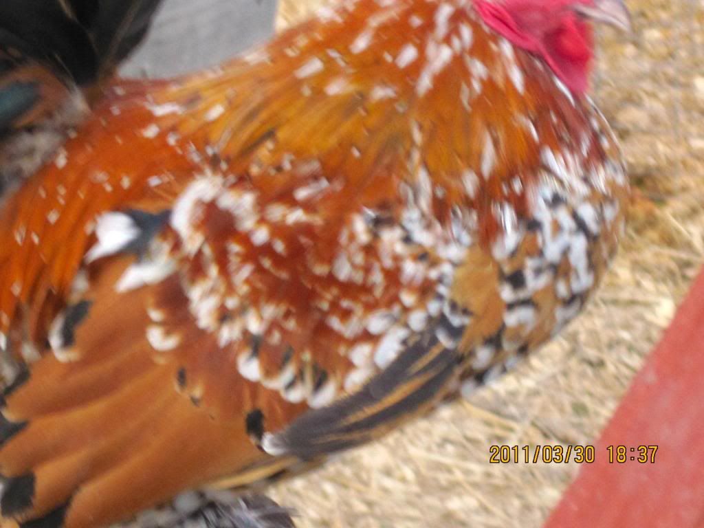 chickensatmoms117.jpg