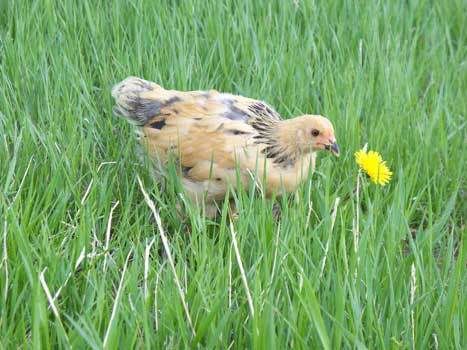 7wk-dolly-outside.jpg