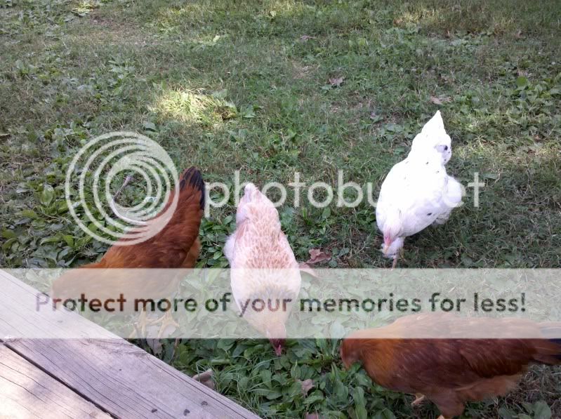 2011-09-18_15-54-08_155.jpg