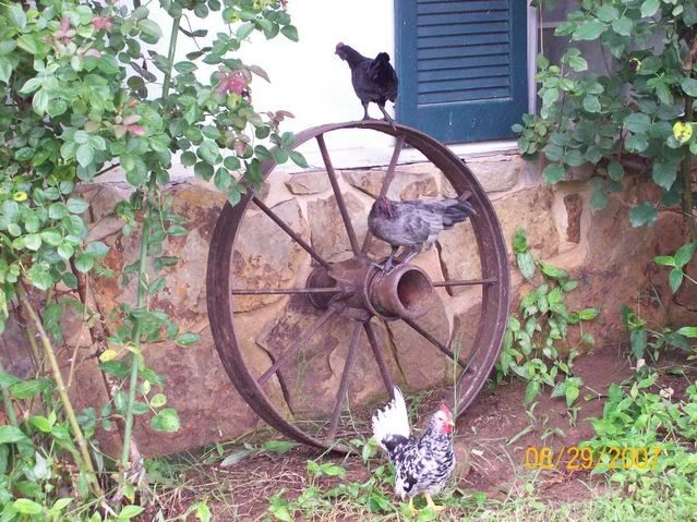 100_1038.jpg