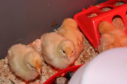 Chicks1week001.jpg