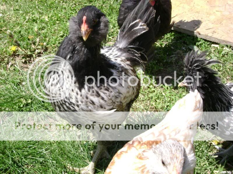 birdies008.jpg
