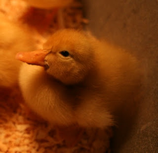 chickday+(2).JPG