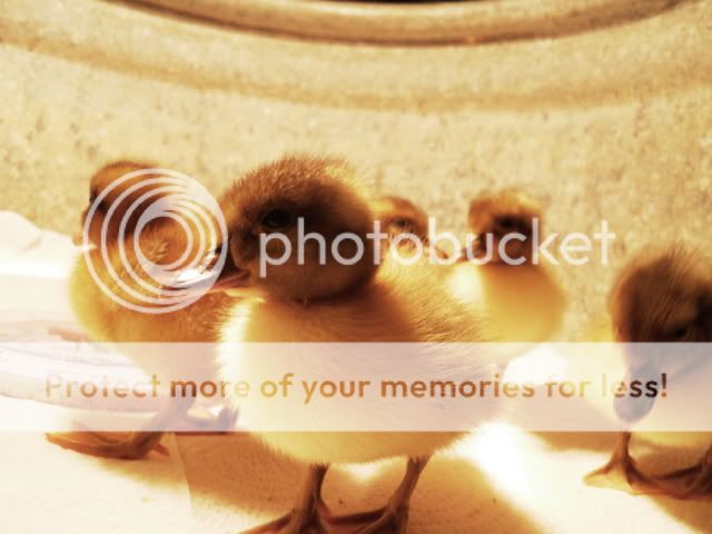 DSCN1360.jpg