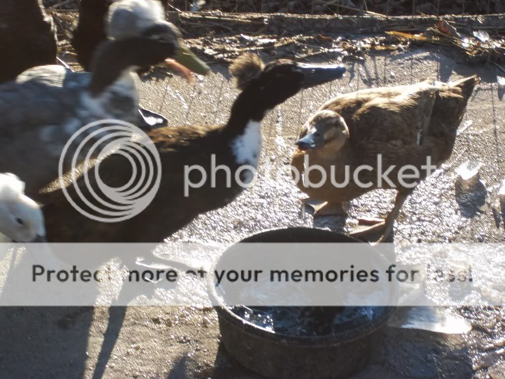 birdpictures067.jpg