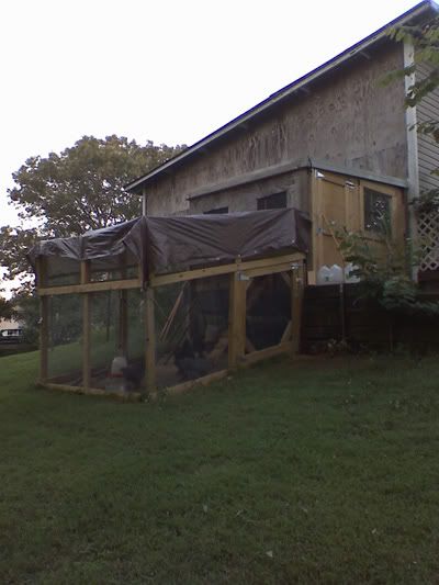 chickenpentarp-1.jpg