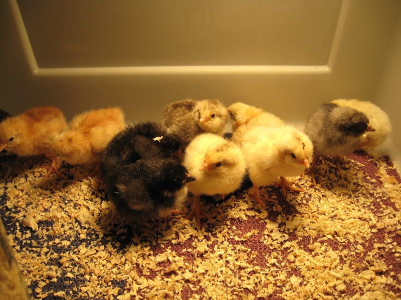 Chickens007-1.jpg