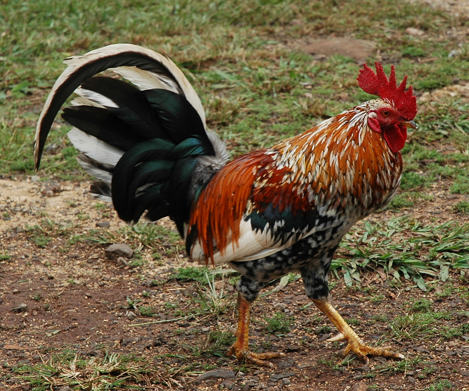 feral_rooster_on_kauai.jpg