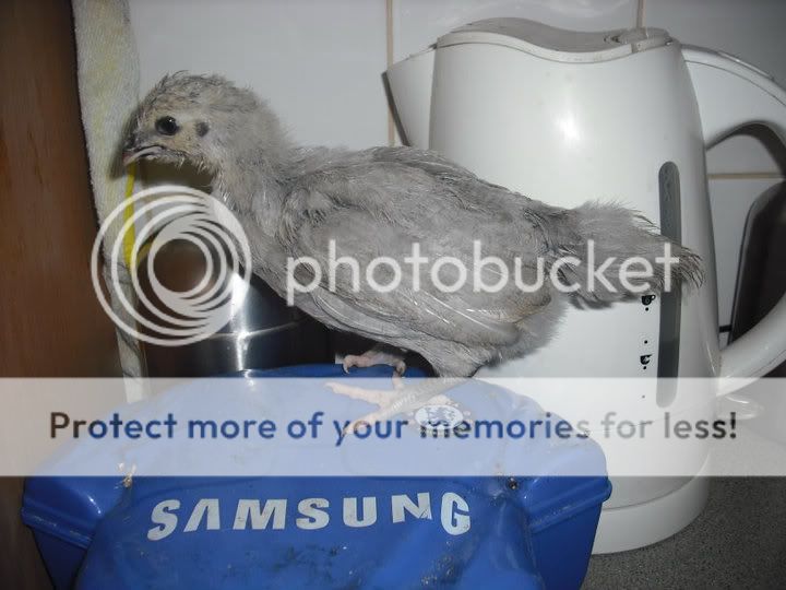 araucana.jpg