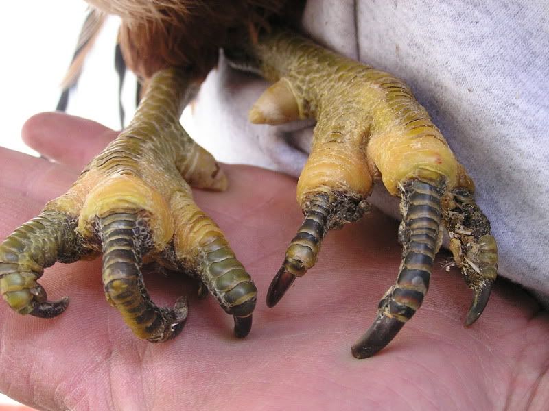Toes.jpg