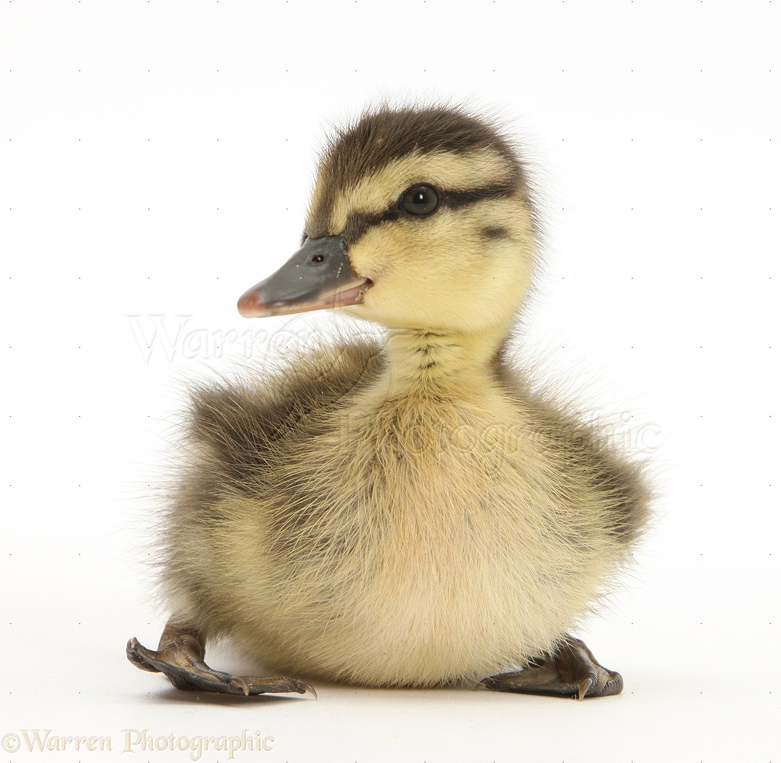 25804-Mallard-duckling-white-background.jpg