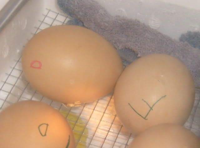 pipandhatchFeggs008.jpg