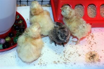 FebHatch2.jpg
