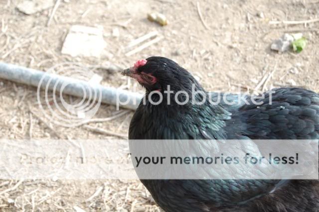 araucana2025.jpg