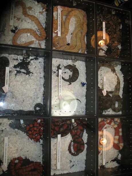 reptileshow012.jpg