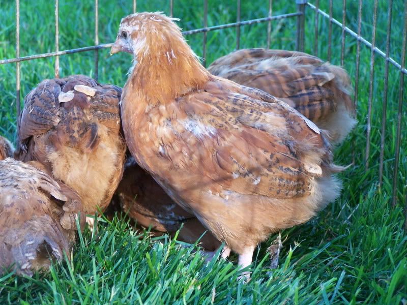 secondhatchchicks032.jpg