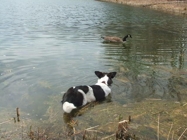 noahnovemberandgoose056.jpg