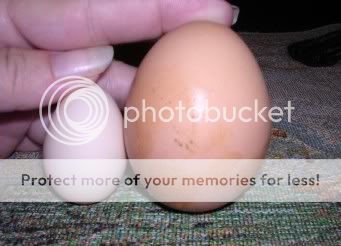 822EggComparison.jpg