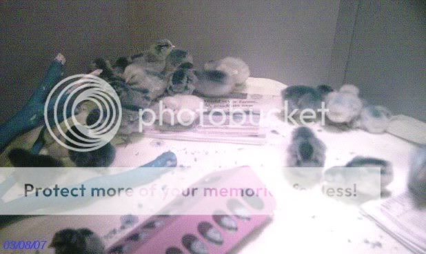 chicks2daysold021.jpg