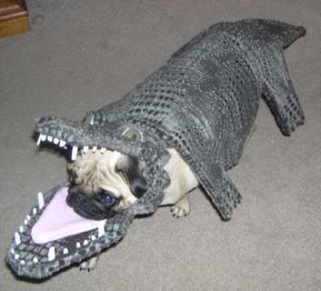 aligator.jpg
