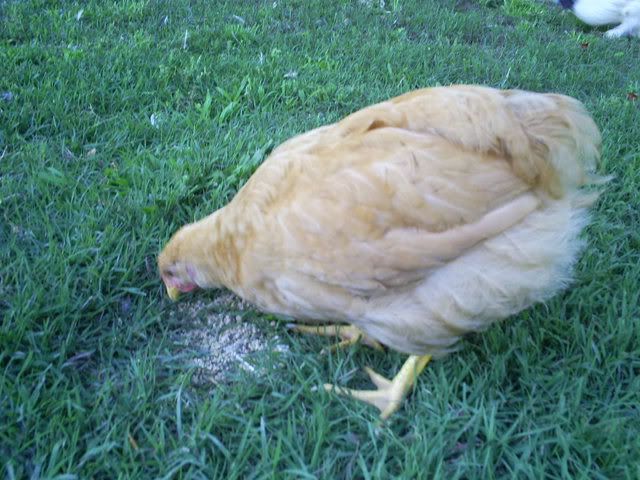 animals004.jpg
