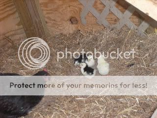 chickens001-1.jpg