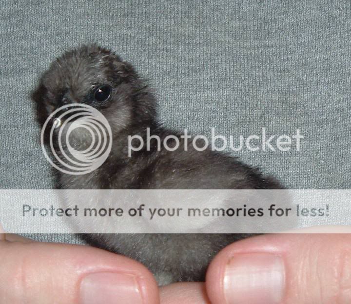 chick123Dec07.jpg