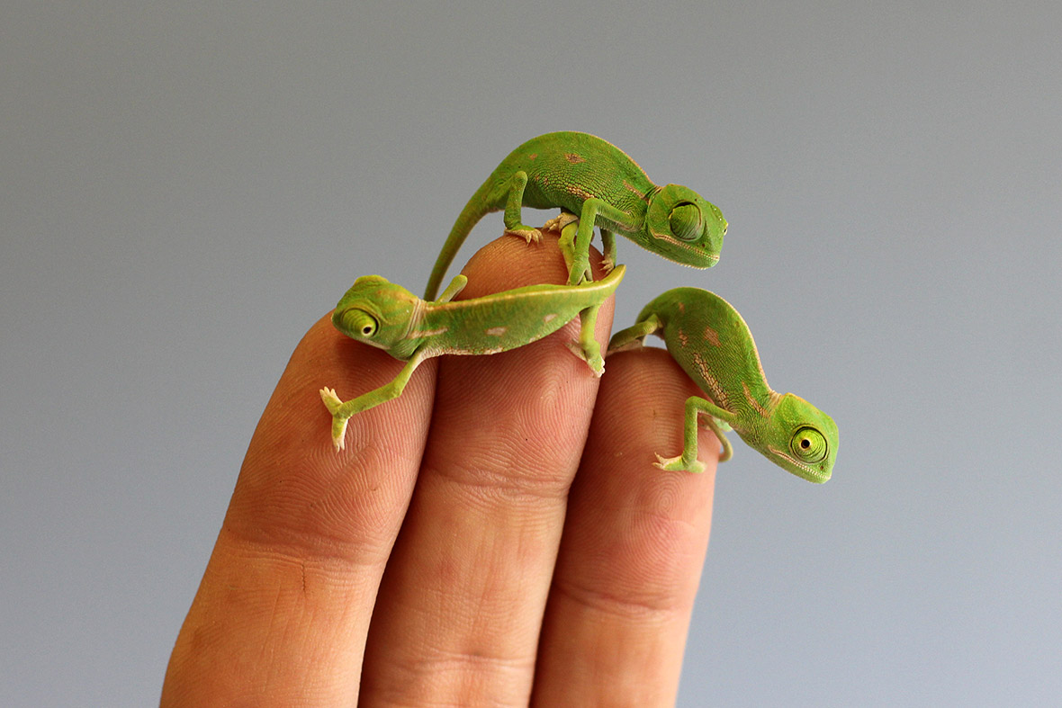 veiled-chameleon.jpg