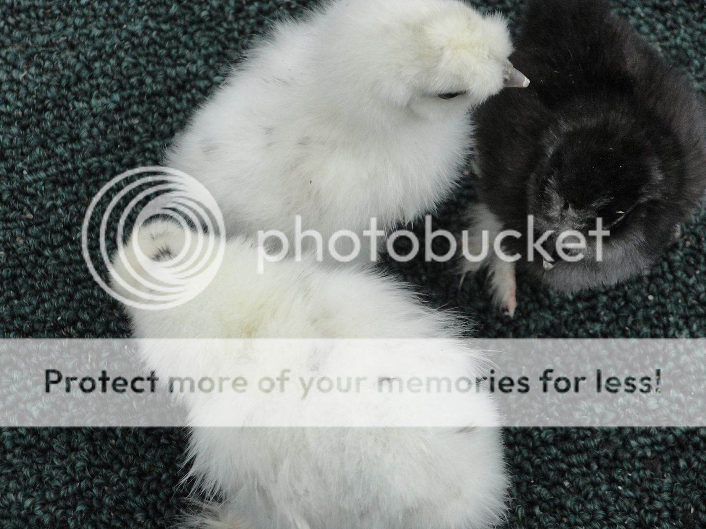 silkieandouille014.jpg