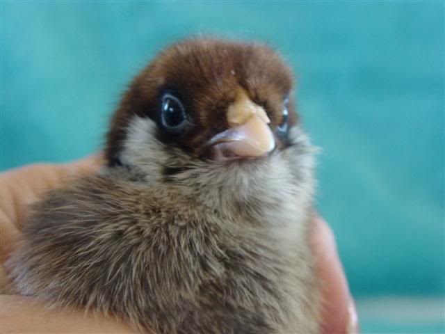 babies3-2-2011012Small.jpg