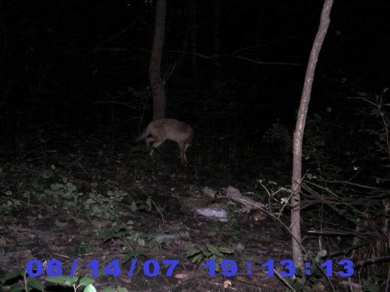 coyote2.jpg