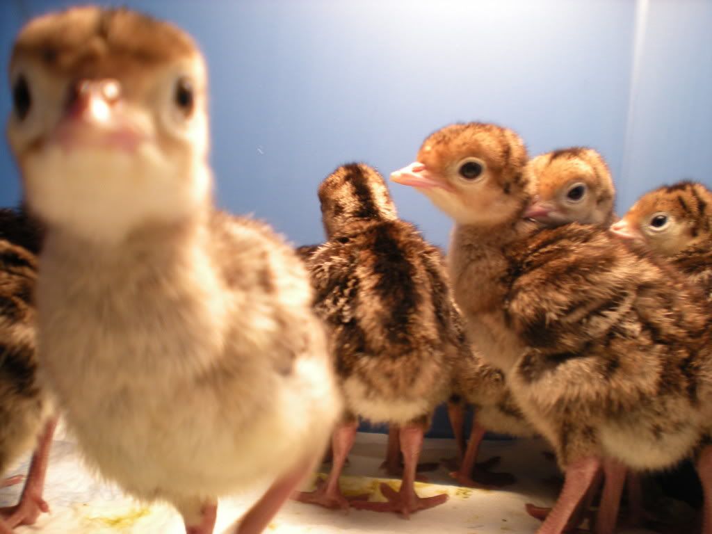 wildturk013.jpg