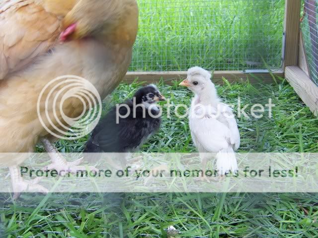 chicks7-9-08020.jpg