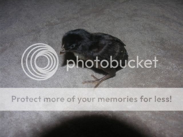 chicks_023.jpg