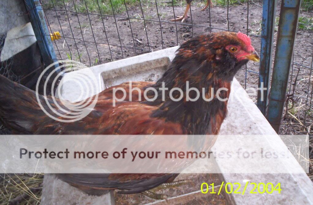 animals094.jpg