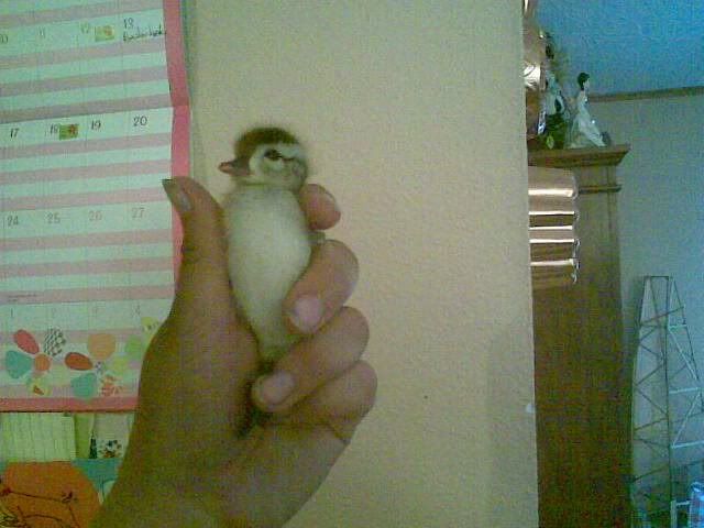 foundduckling1.jpg