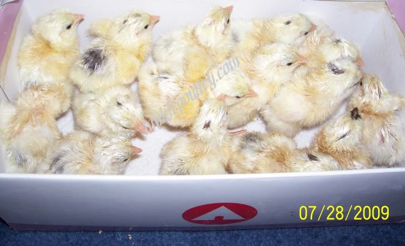 lavmottledorpchicks005.jpg