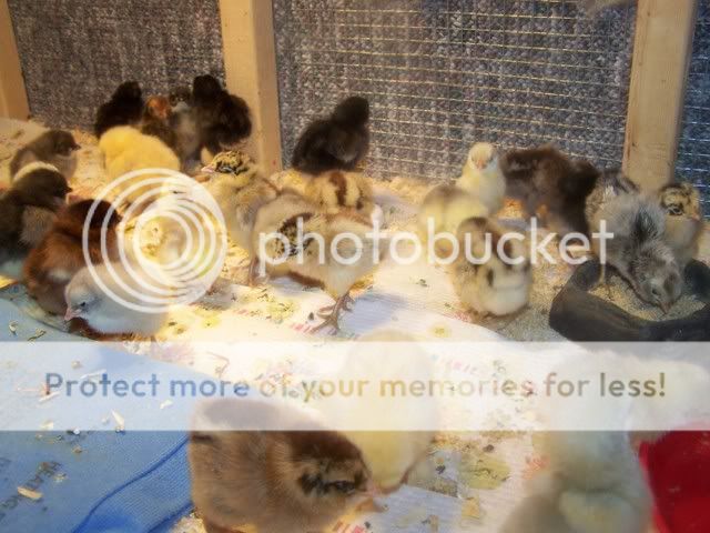 chickorder002.jpg