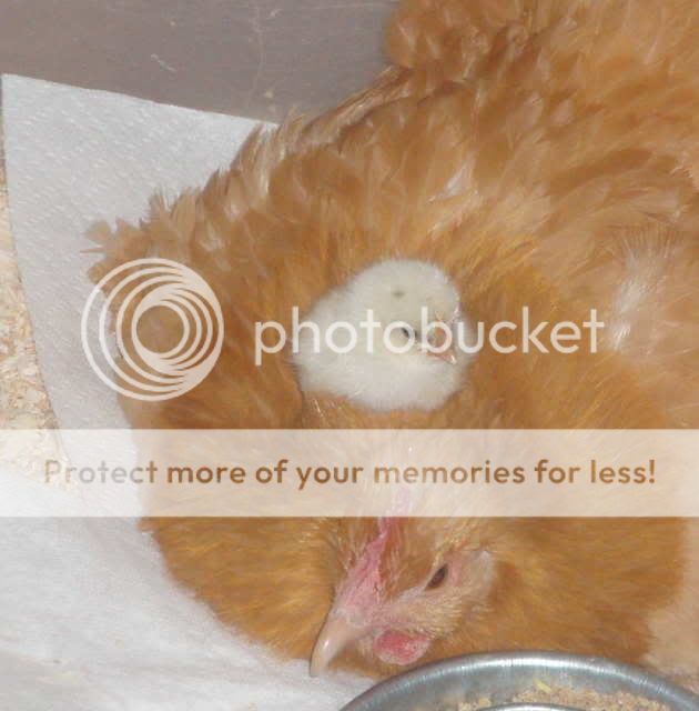 momchick.jpg