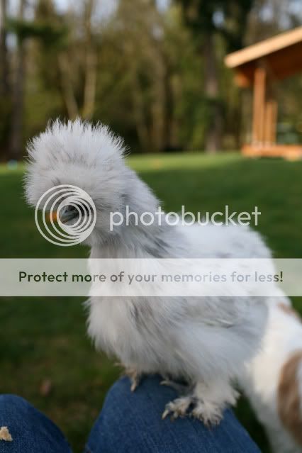 silkies0005.jpg
