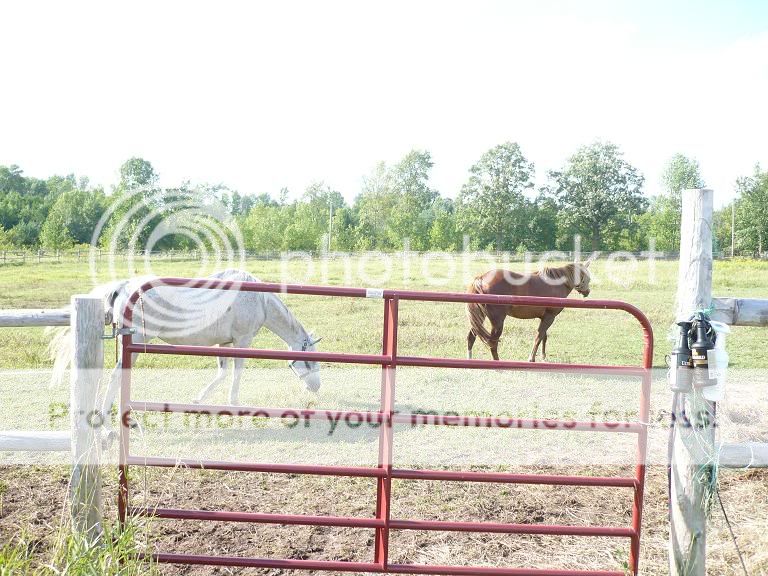horses1.jpg